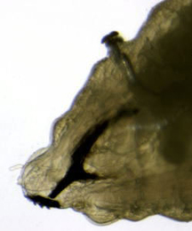 Phytomyza adjuncta larva,  lateral