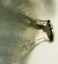 Phytomyza adjuncta larva,  posterior spiracle. lateral