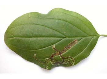 Mine of Phytomyza agromyzina on Cornus