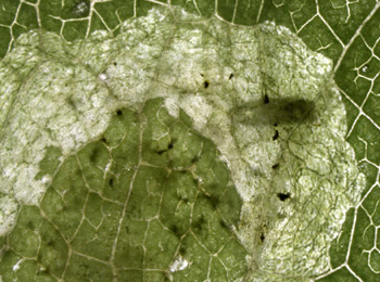 Mine of Phytomyza angelicae on Angelica sylvestris