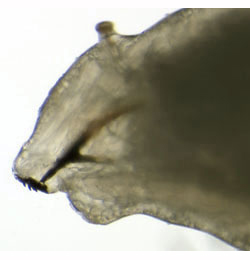 Phytomyza angelicae larva,  lateral