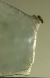 Phytomyza angelicae larva,  lateral