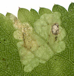 Mine of Phytomyza angelicastri on Angelica sylvestris