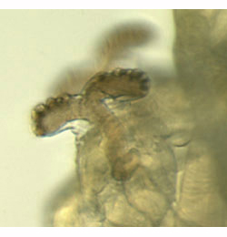 Phytomyza angelicastri larva,  lateral