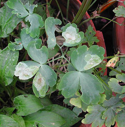 Mine of Phytomyza aquilegiae on Aquilegia vulgaris