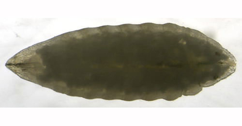 Phytomyza aquilegiae larva,  dorsal