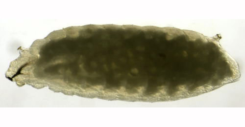 Phytomyza aquilegiae larva,  lateral