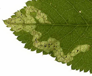 Mine of Phytomyza archangelicae on Angelica sylvestris