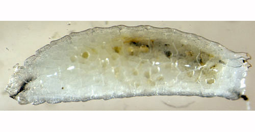 Phytomyza archangelicae larva,  lateral