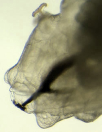 Phytomyza archangelicae larva,  lateral