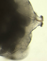Phytomyza archangelicae larva,  lateral