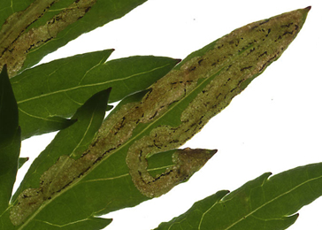 Mine of Phytomyza artemisivora on Artemisia vulgaris