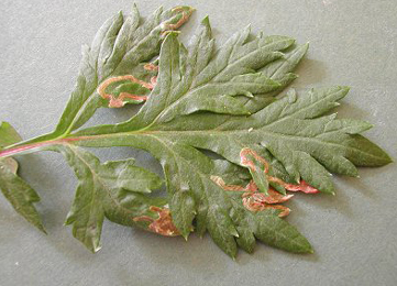 Mine of Phytomyza artemisivora on Artemisia vulgaris