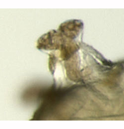 Phytomyza artemisivora larva,  anteriror spiracle,  lateral