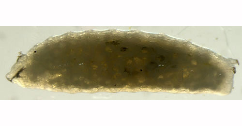 Phytomyza artemisivora larva,  lateral