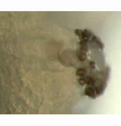 Phytomyza artemisivora larva,  posterior spiracle,  lateral