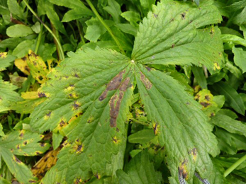 Mines of Phytomyza astrantiae on Astrantia major