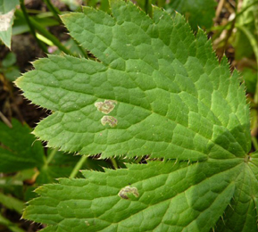 Mines of Phytomyza astrantiae on Astrantia major