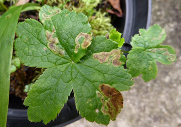 Mines of Phytomyza astrantiae on Astrantia major