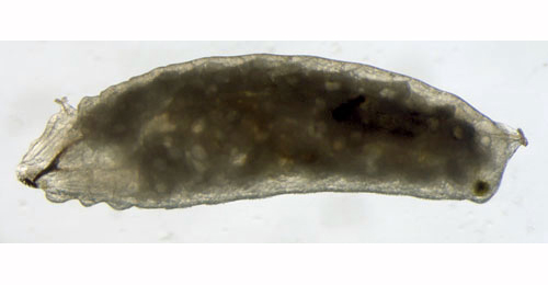 Phytomyza astrantiae larva,  anterior spiracle,  lateral