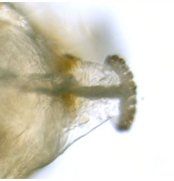 Phytomyza astrantiae larva,  posterior spiracle,  lateral