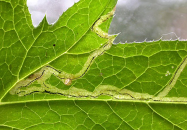 Mine of Phytomyza bipunctata on Echinops sp.