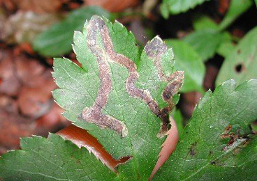 Mine of Phytomyza brunnipes on Sanicula europaea