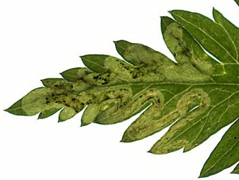 Mine of Phytomyza chaerophylli on Anthriscus sylvestris