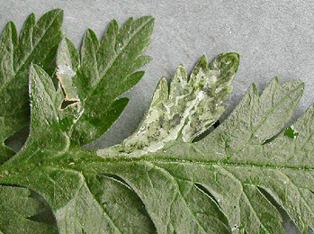 Mine of Phytomyza chaerophylli on Tussilago farfara