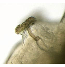 Phytomyza chaerophylli larva,  anterior spiracle,  lateral