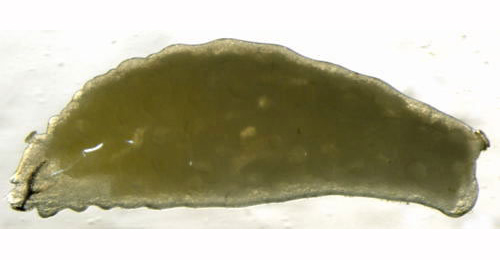 Phytomyza chaerophylli larva,  lateral