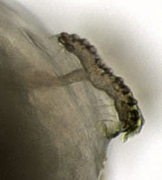 Phytomyza chaerophylli larva,  posterior spiracle,  lateral