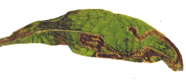 Mine of Phytomyza conyzae on Anthriscus sylvestris