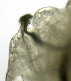 Phytomyza crassiseta larva, anterior spiracle