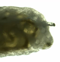 Phytomyza crassiseta larva,  lateral