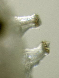 Phytomyza crassiseta larva,  posterior spiracles