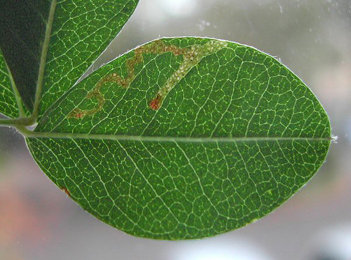 Mine of Phytomyza cytisi on Laburnum anagyroides