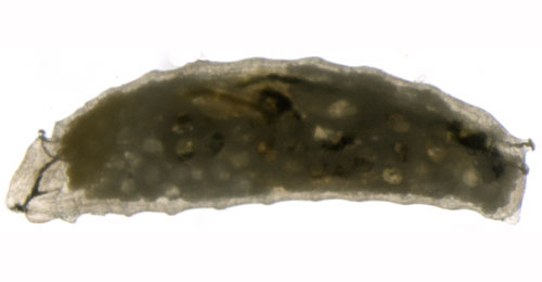 Phytomyza cytisi larva,  lateral