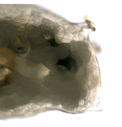 Phytomyza cytisi larva,  lateral