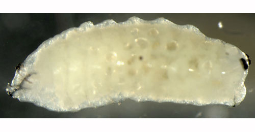 Phytomyza eupatorii larva,  lateral