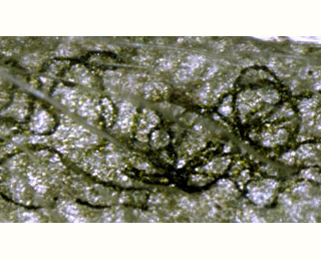 Mine of Phytomyza fallaciosa on Ranunculus repens