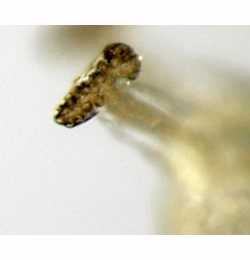 Phytomyza fallaciosa larva,  anterior spiracle,  lateral