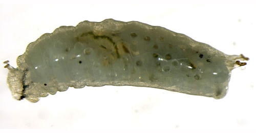 Phytomyza fallaciosa larva,  lateral