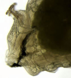 Phytomyza glechomae larva,  lateral