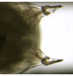 Phytomyza glechomae larva,  posterior spiracles,  dorsal