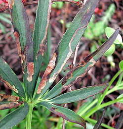 Mine of Liriomyza hellebori on Helleborus foetidus