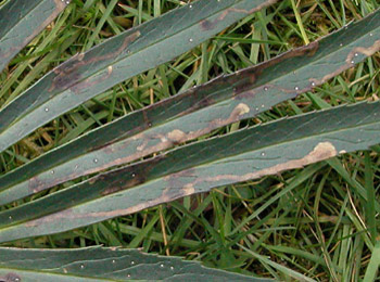 Mine of Liriomyza hellebori on Helleborus foetidus