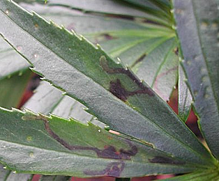 Mine of Liriomyza hellebori on Helleborus