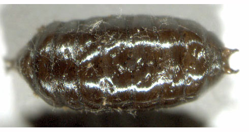 Phytomyza hellebori puparium