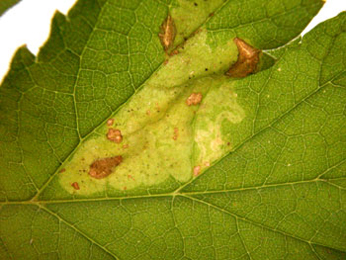 Mine of Phytomyza heracleana on Heracleum